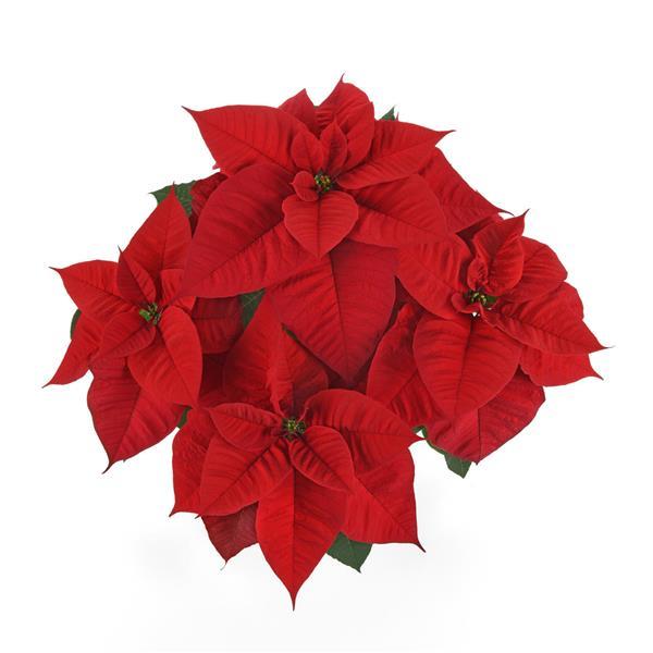 Poinsettia Christmas Royale - Bloom