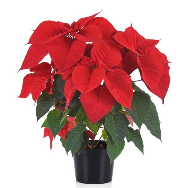 Poinsettia Other Christmas Royale - Container