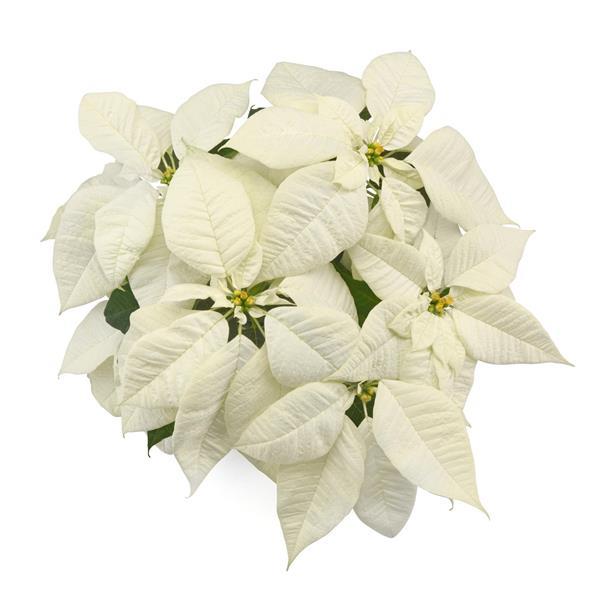Poinsettia Christmas Canvas - Bloom