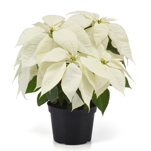 Poinsettia Other Christmas Canvas - Container