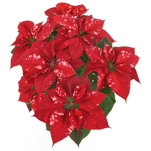 Poinsettia Sky™ Fantasy - Bloom