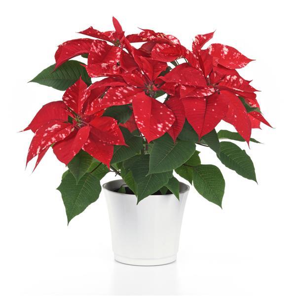 Poinsettia Sky Fantasy - Container
