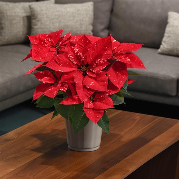 Poinsettia Sky Fantasy - Displays