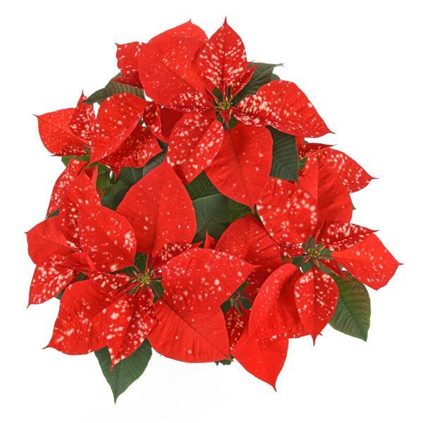 Poinsettia Sky™ Orange - Bloom