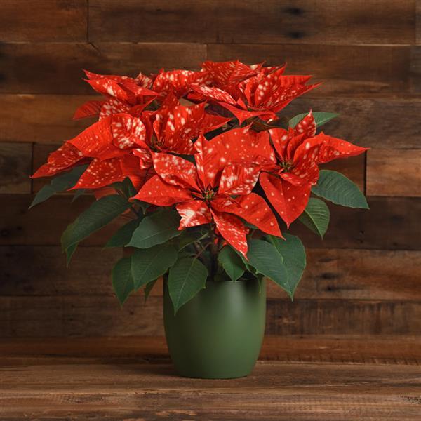 Poinsettia Sky Orange - Container
