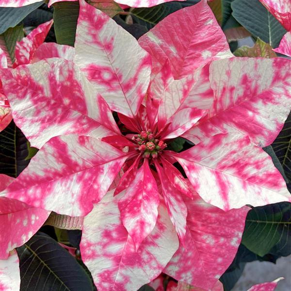 Poinsettia Sky Pink - Bloom