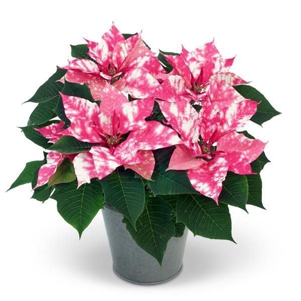 Poinsettia Sky Pink - Container