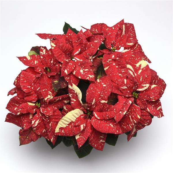 Poinsettia Superba New Glitter - Bloom