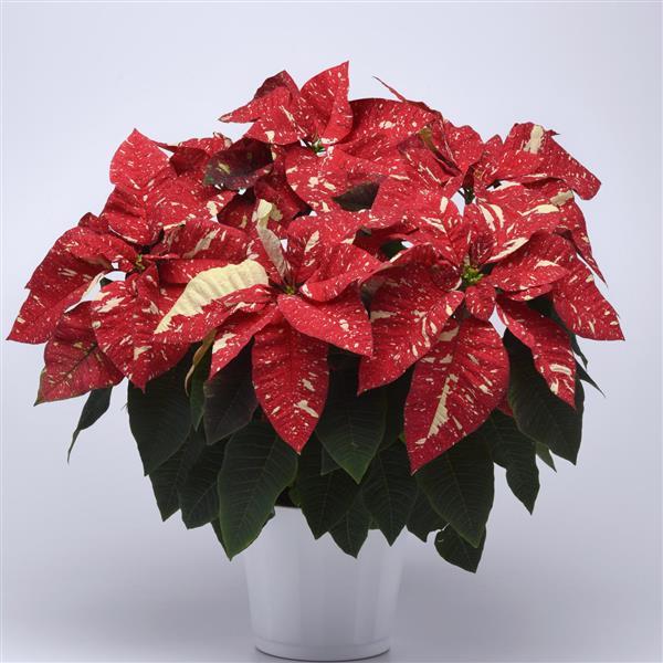 Poinsettia Other Superba New Glitter - Container