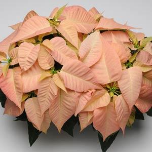 Poinsettia Christmas Feelings™ Cinnamon - Bloom