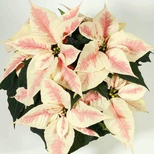 Poinsettia Christmas Feelings™ Marble - Bloom