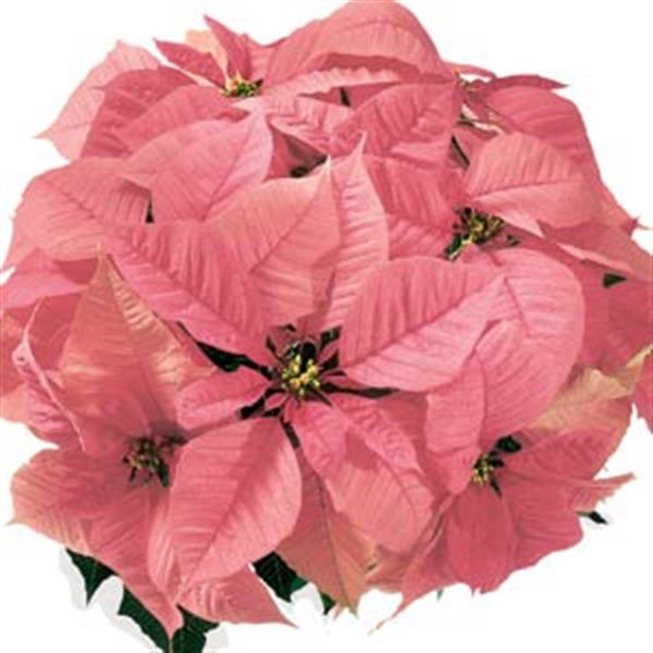 Poinsettia Christmas Feelings™ Pink - Bloom