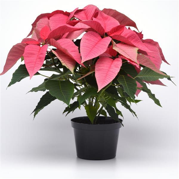 Poinsettia Christmas Feelings Pink - Container