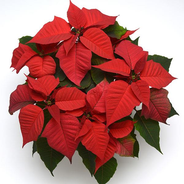Poinsettia Christmas Feelings™ Red - Bloom