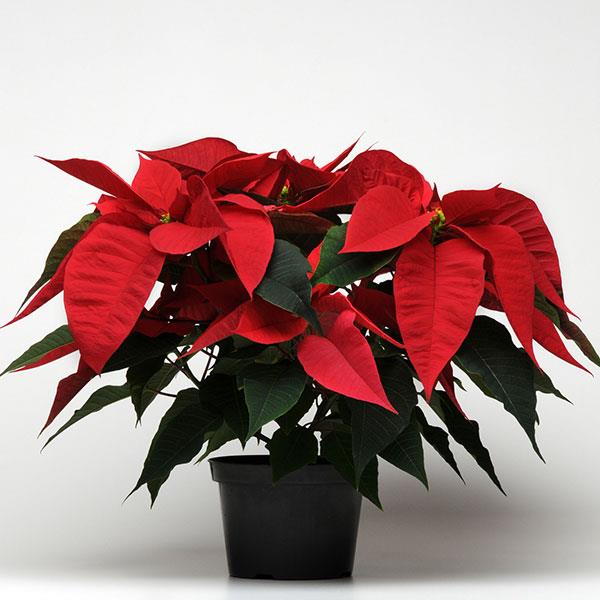 Poinsettia Christmas Feelings Red - Container
