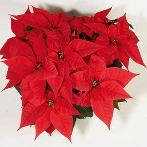 Poinsettia Christmas Feelings™ Salmon Dark - Bloom