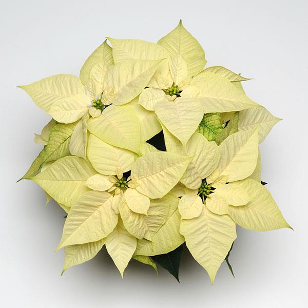 Poinsettia Christmas Feelings™ White - Bloom