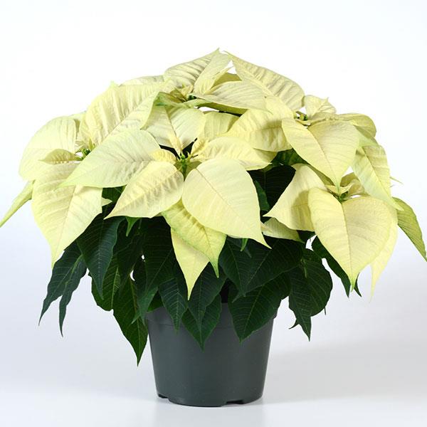 Poinsettia Christmas Feelings White - Container