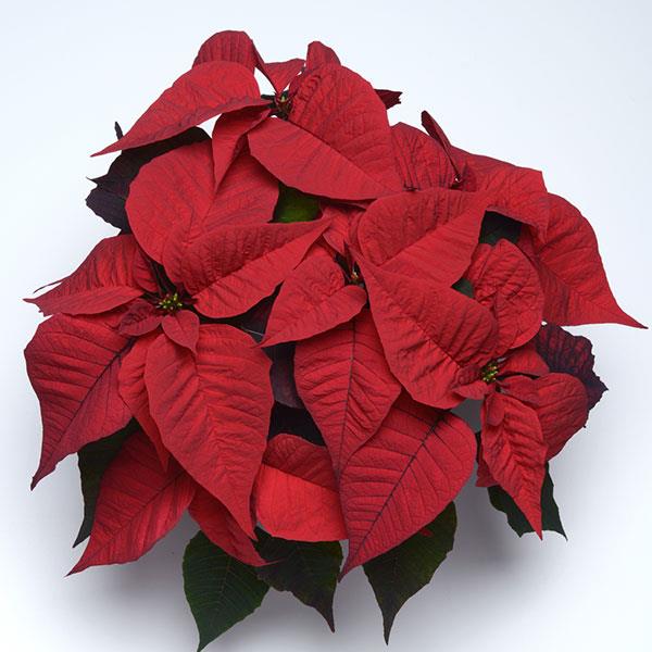Poinsettia Christmas Feelings Merlot - Bloom