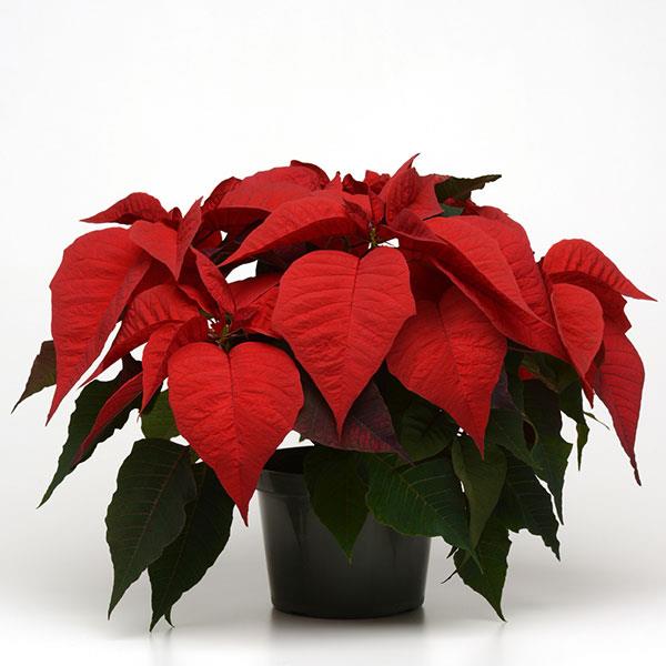 Poinsettia Christmas Feelings Merlot - Container