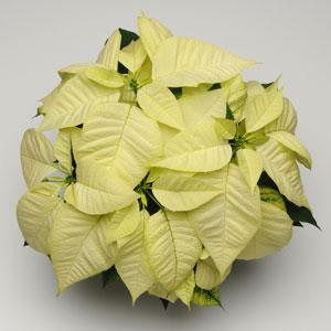 Poinsettia Christmas Feelings™ White evol. - Bloom