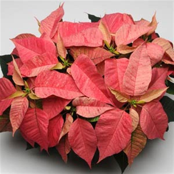 Poinsettia Christmas Feelings™ Red Cinnamon - Bloom