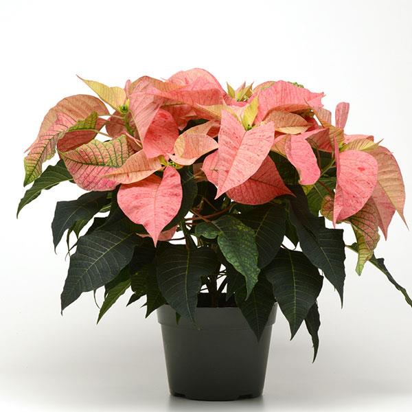 Poinsettia Christmas Feelings Red Cinnamon - Container