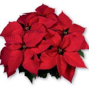 Poinsettia Christmas Feelings™ Select Red - Bloom