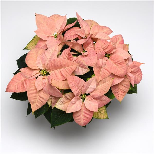 Poinsettia Christmas Beauty™ Cinnamon - Bloom