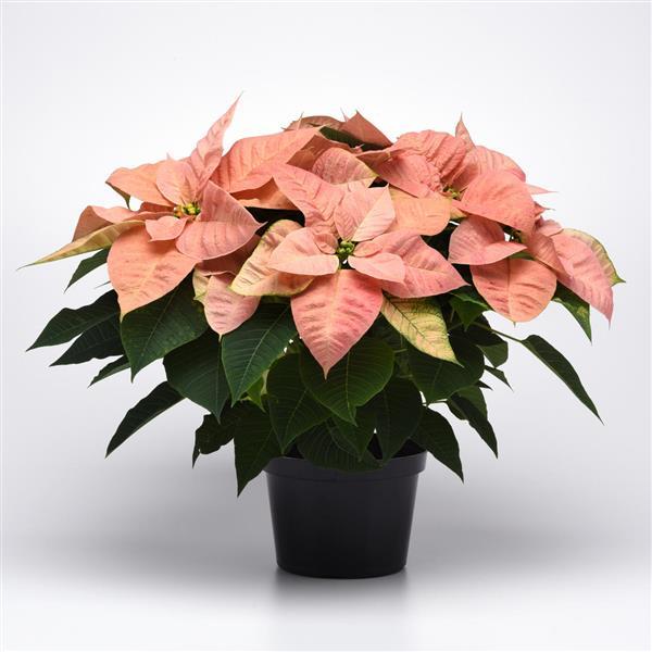 Poinsettia Christmas Beauty Cinnamon - Container