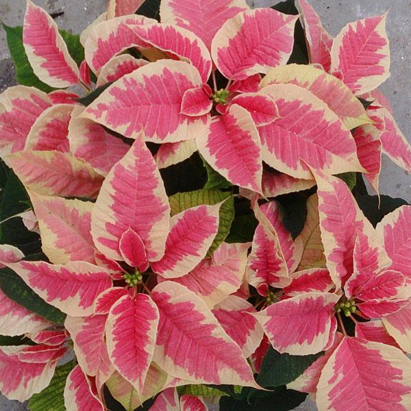 Poinsettia Christmas Beauty™ Marble - Bloom