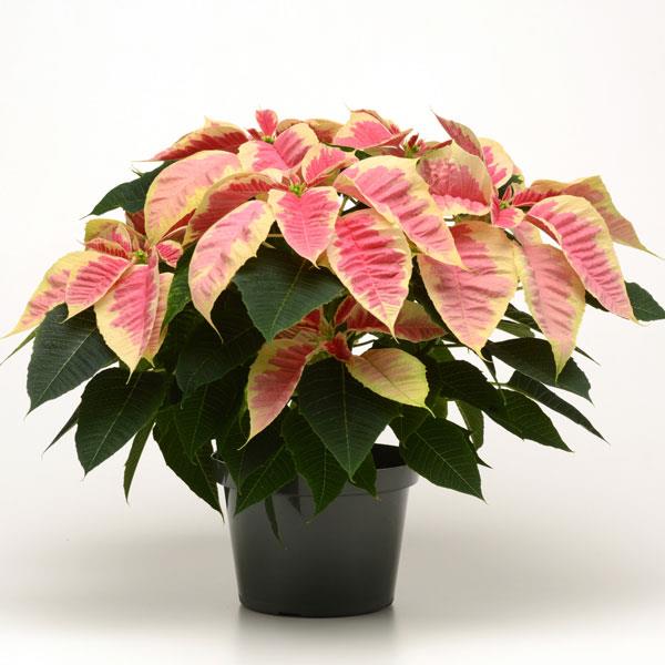 Poinsettia Christmas Beauty Marble - Container