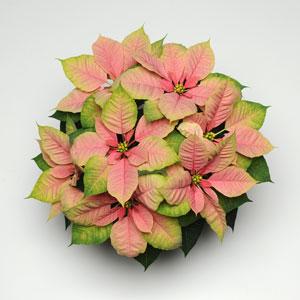 Poinsettia Christmas Beauty™ Nostalgia - Bloom