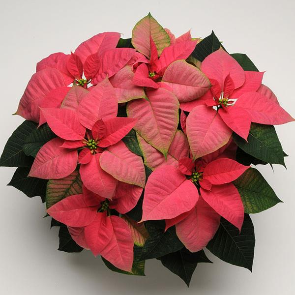 Poinsettia Christmas Beauty™ Pink - Bloom