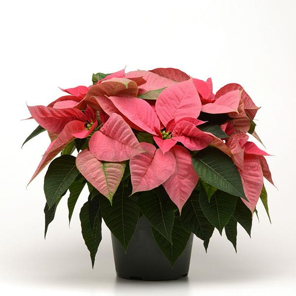 Poinsettia Christmas Beauty Pink - Container