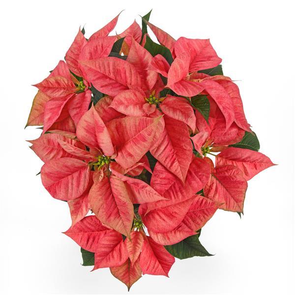 Poinsettia Christmas Beauty™ Prince - Bloom