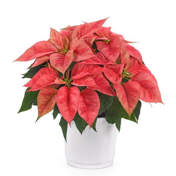 Poinsettia Christmas Beauty Prince - Container