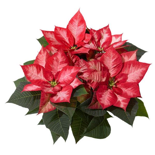 Poinsettia Christmas Beauty™ Princess - Bloom
