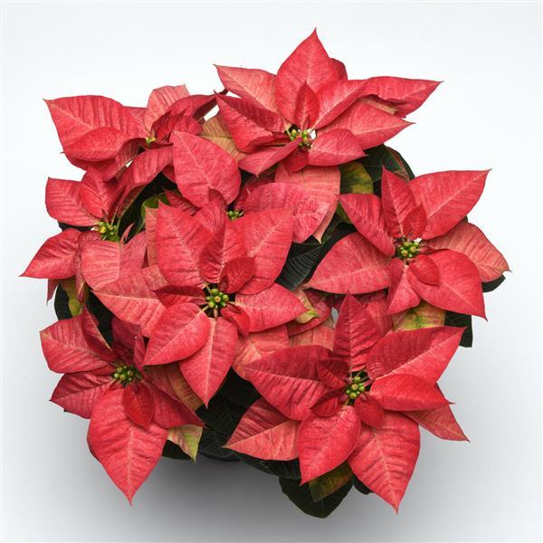Poinsettia Christmas Beauty™ Queen - Bloom