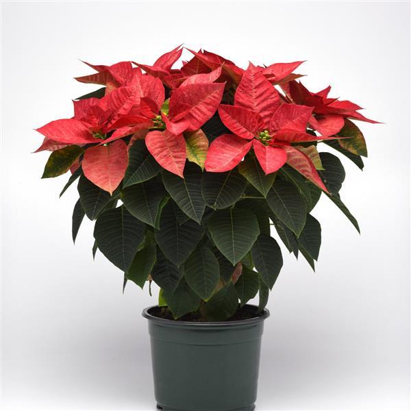 Poinsettia Christmas Beauty Queen - Container