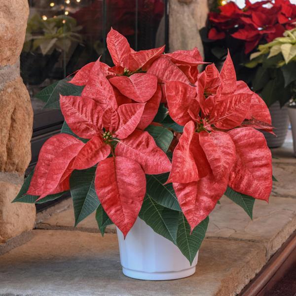 Poinsettia Christmas Beauty Queen - Displays
