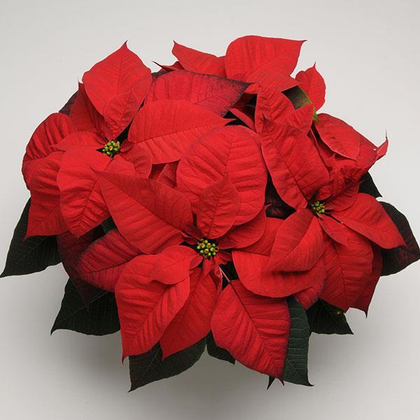 Poinsettia Christmas Beauty™ Red - Bloom