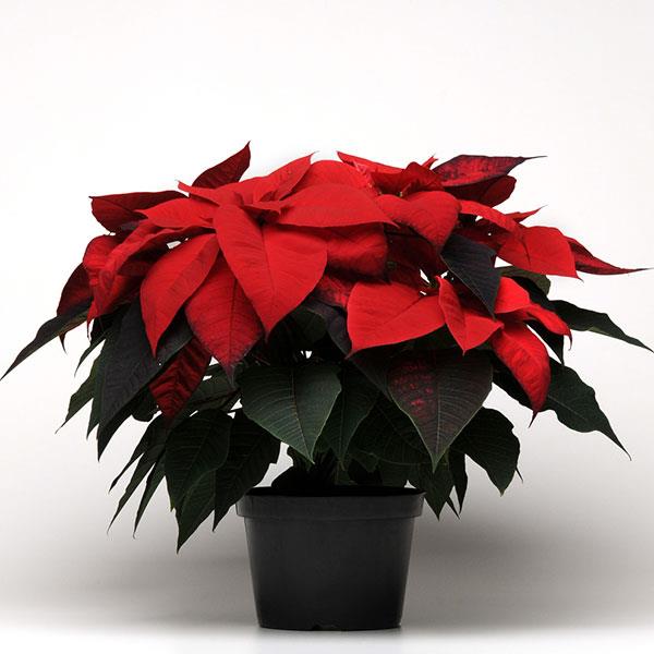 Poinsettia Christmas Beauty Red - Container