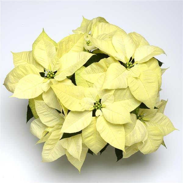 Poinsettia Christmas Beauty North Pole - Bloom