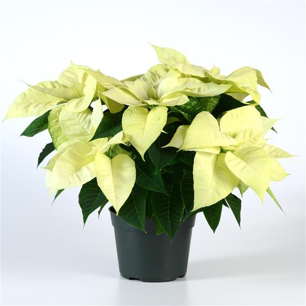 Poinsettia Christmas Beauty North Pole - Container