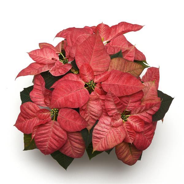 Poinsettia Christmas Beauty™ Queen 19 - Bloom