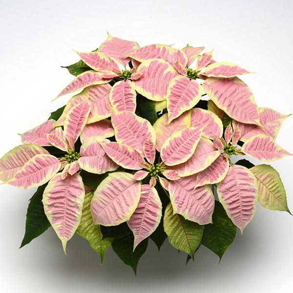 Poinsettia Christmas Joy Marble - Bloom