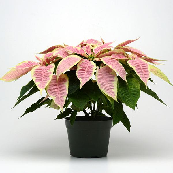 Poinsettia Christmas Joy Marble - Container