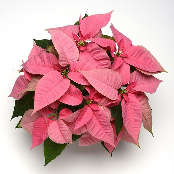 Poinsettia Christmas Joy™ Pink - Bloom