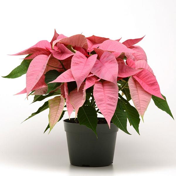 Poinsettia Christmas Joy Pink - Container